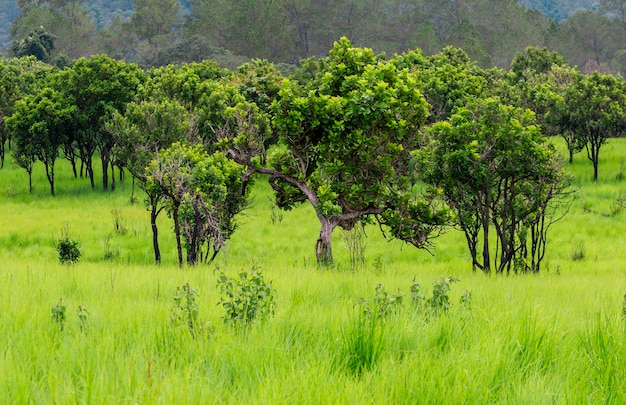 Savanna nella stagione delle piogge