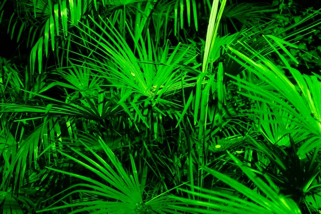 Saw palmetto foglie di palma da vicino in illuminazione verde