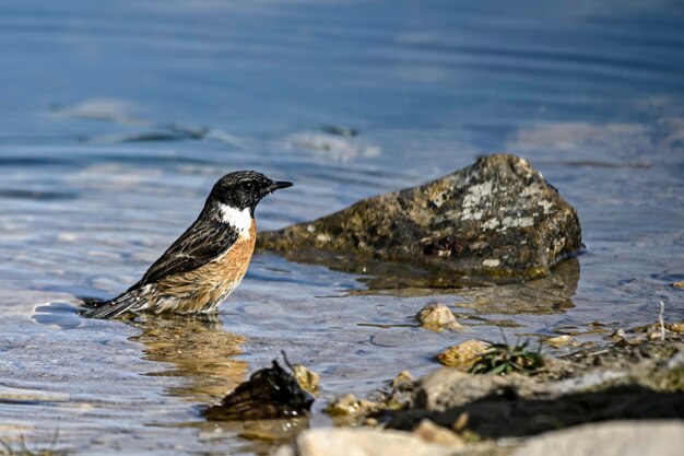 Saxicola torquatus Il sasso africano è una specie di passeriforme della famiglia dei Muscicapidae