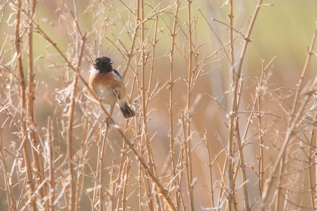 Saxicola torquatus - La pietra di pietra africana è una specie di passeriforme dei Muscicapidae.