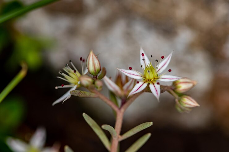 Foto saxifraga sedoides in bohinjska bistrica