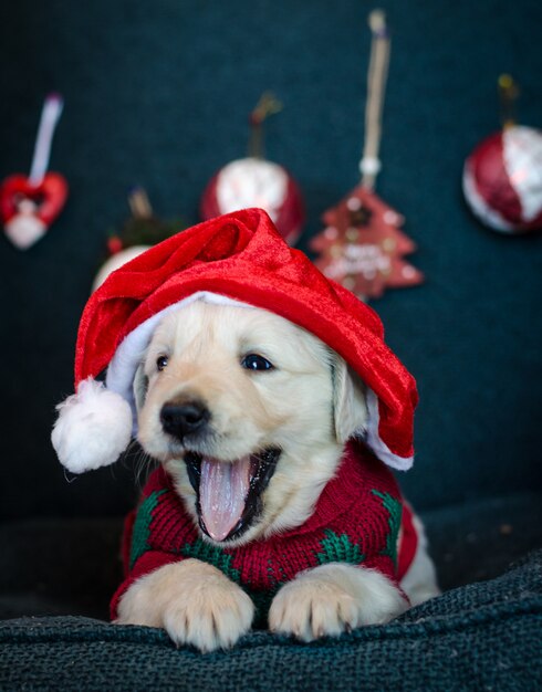 Sbadiglio adorabile del cucciolo esaurito con il cappello di Santa. Scena di natale.