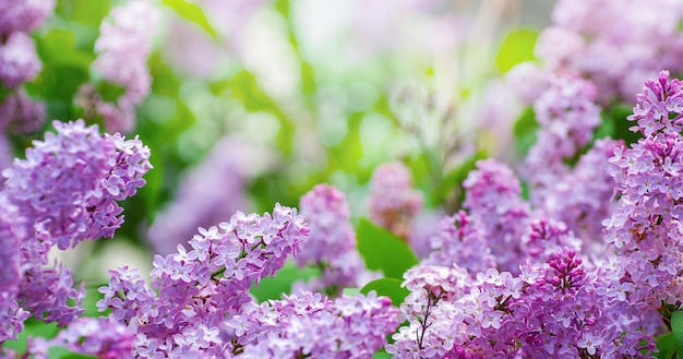 Sbocciano fiori lilla in primavera