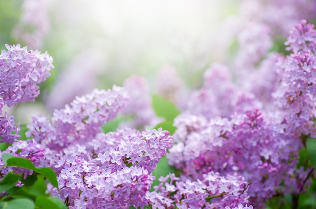 Sbocciano fiori lilla in primavera