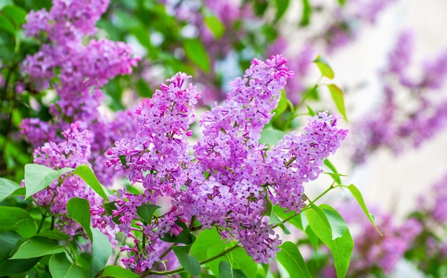 Sbocciano fiori lilla in primavera