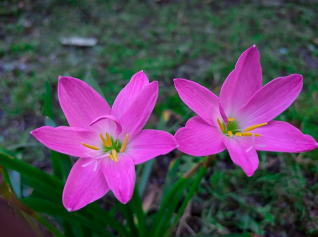 Sbocciano i bellissimi fiori rosa Pink Lily o Zephyranthes Minuta