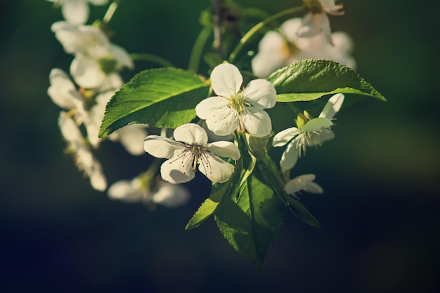 Sbocciano i fiori di ciliegio