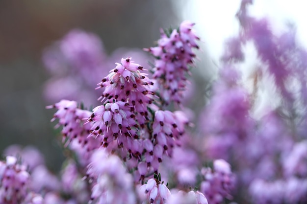 Sbocciano piccoli fiori primaverili rosa