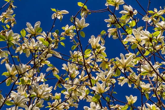 Sbocciare dei fiori della magnolia in il tempo di primavera