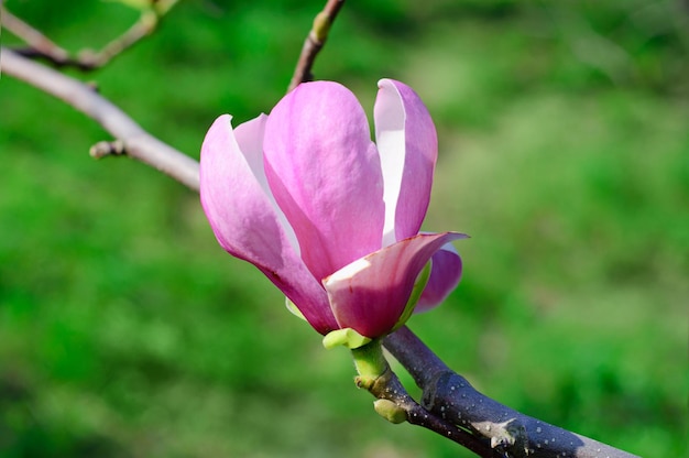 Sbocciare dei fiori della magnolia in il tempo di primavera