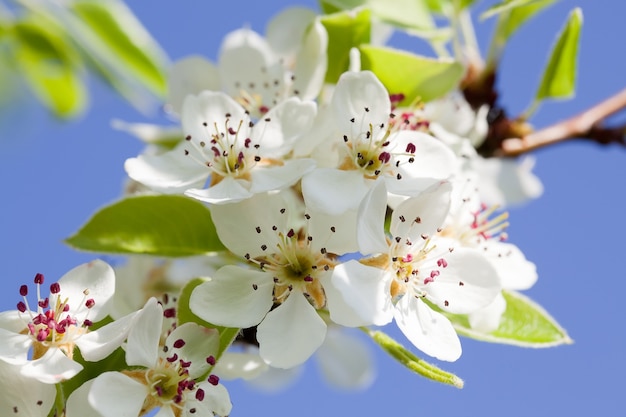 Sbocciare un ciliegio primaverile