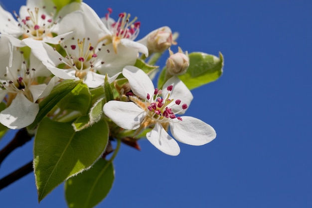 Sbocciare un ciliegio primaverile