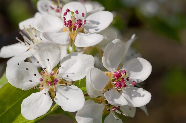 Sbocciare un ciliegio primaverile