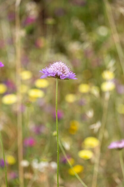 Scabiosa atropurpurea Fiore a puntaspilli Pianta con bellissimi fiori viola e bianchi con stami viola