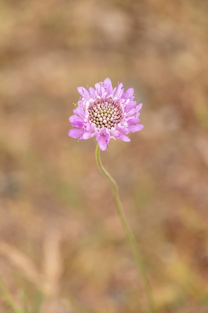 Scabiosa atropurpurea fiore pianta puntaspilli con bellissimi fiori viola e bianchi con st viola