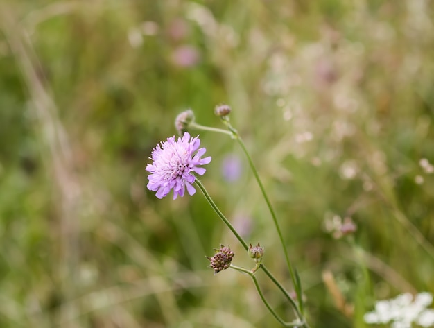 Scabious o Knautia arvensis viola fiore selvatico