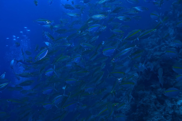 scad jamb sotto l'acqua ecosistema marino, grande banco di pesci su uno sfondo blu, pesce astratto vivo