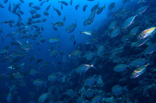 scad stipite sott'acqua/ecosistema marino, grande banco di pesci su sfondo blu, pesce astratto vivo