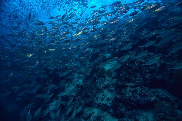 scad stipite sott'acqua/ecosistema marino, grande banco di pesci su sfondo blu, pesce astratto vivo