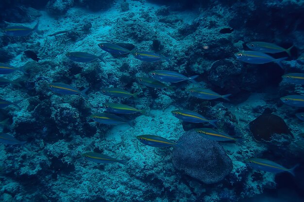 scad stipite sott'acqua/ecosistema marino, grande banco di pesci su sfondo blu, pesce astratto vivo