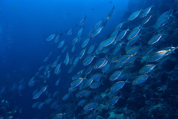 scad stipite sott'acqua/ecosistema marino, grande banco di pesci su sfondo blu, pesce astratto vivo