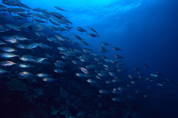 scad stipite sott'acqua/ecosistema marino, grande banco di pesci su sfondo blu, pesce astratto vivo