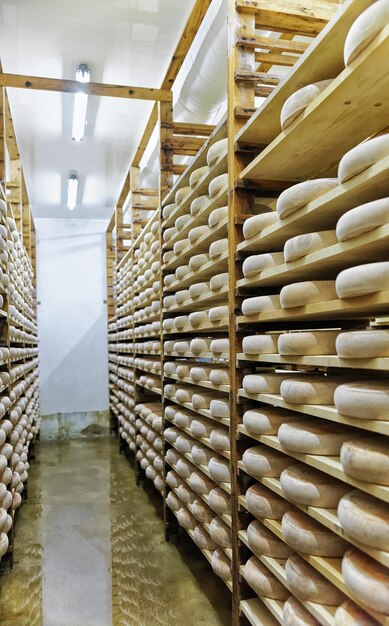 Scaffali di stagionatura formaggio su scaffali di legno in cantina di stagionatura nel caseificio Franche Comte, in Francia