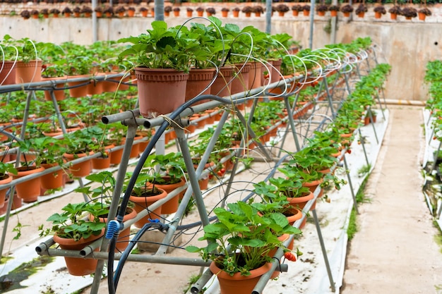 Scaffali in vaso e sistema di irrigazione fattoria di fragole in Malesia.