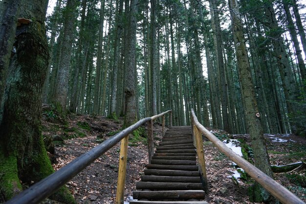 Scala in legno nella foresta