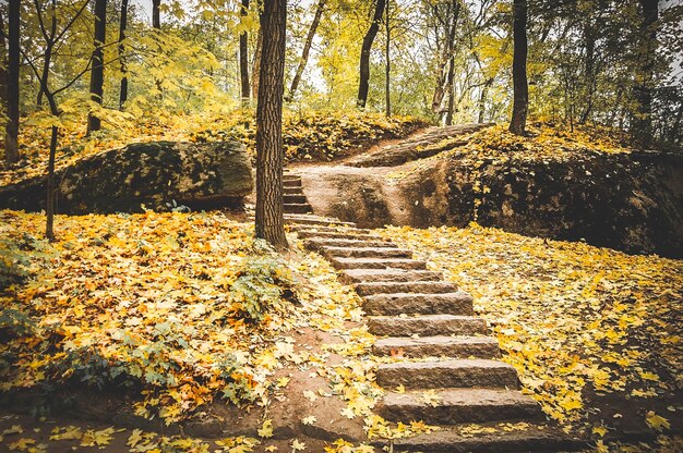 Scala in pietra cosparsa di foglie gialle cadute nel parco autunnale