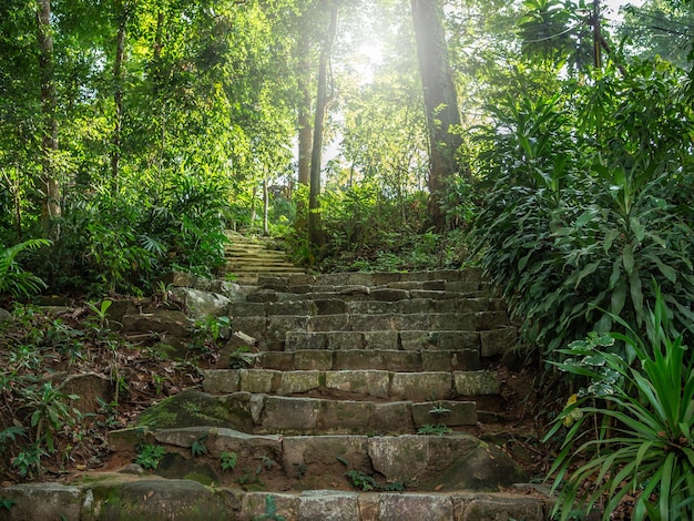 Scala in pietra nel bosco