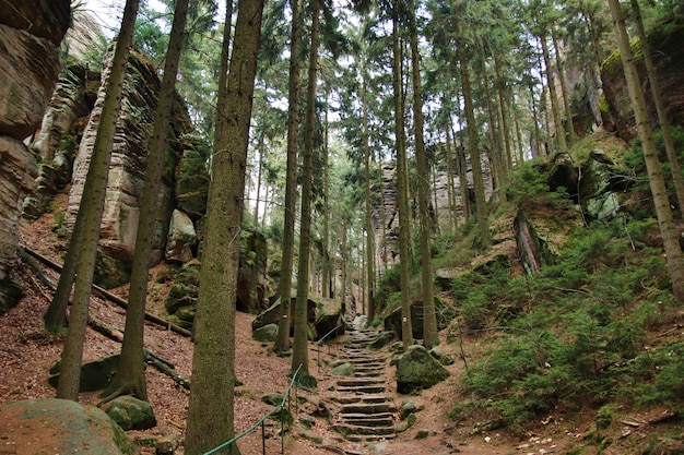 Scala in pietra nella foresta