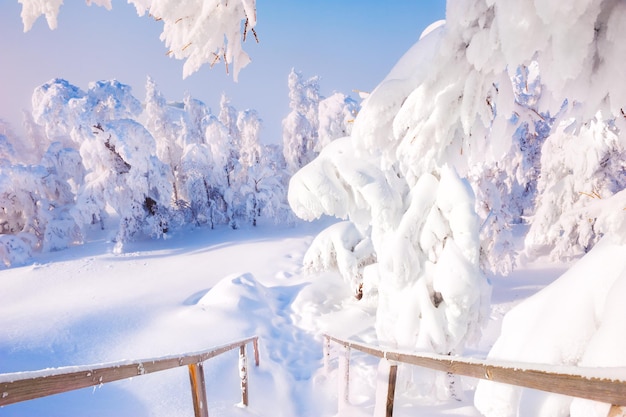 Scale e alberi innevati dopo la nevicata. Bellissimo paesaggio invernale.