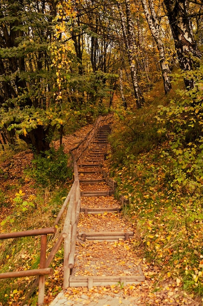 Scale nel parco autunnale