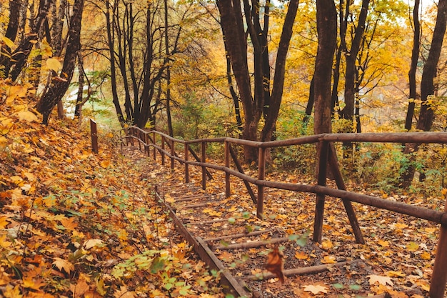 Scale nel parco autunnale