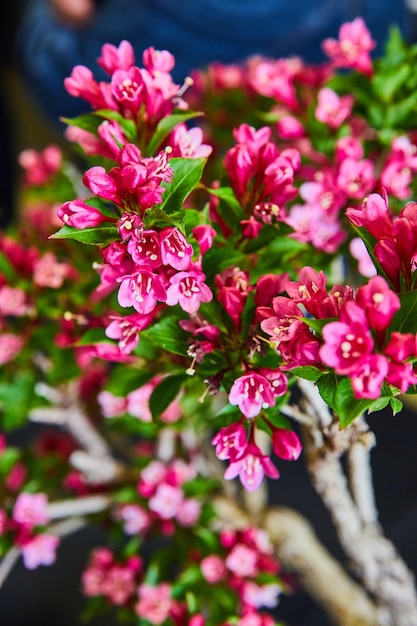 Scallonia arbusto di bonsai sempreverde con fiori rosa vivaci su lunghi rami con sfondo blu