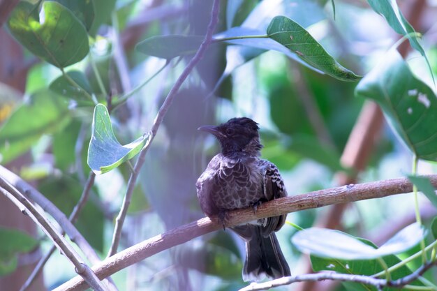 Scally Breasted Munia seduto sul ramo di un albero nel suo ambiente naturale