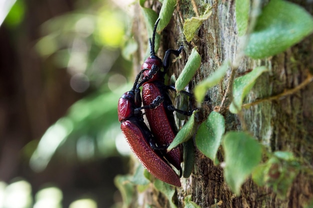 Scarabei rossi che si accoppiano allo stato brado