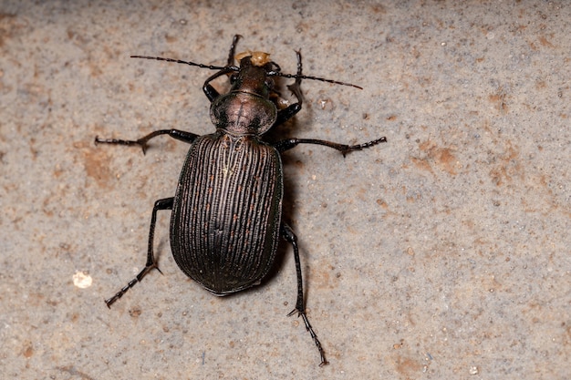 Scarabeo adulto del cacciatore di Caterpillar della specie Calosoma alternans che mangia parte di un addome della cavalletta