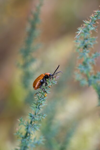 Scarabeo arancione