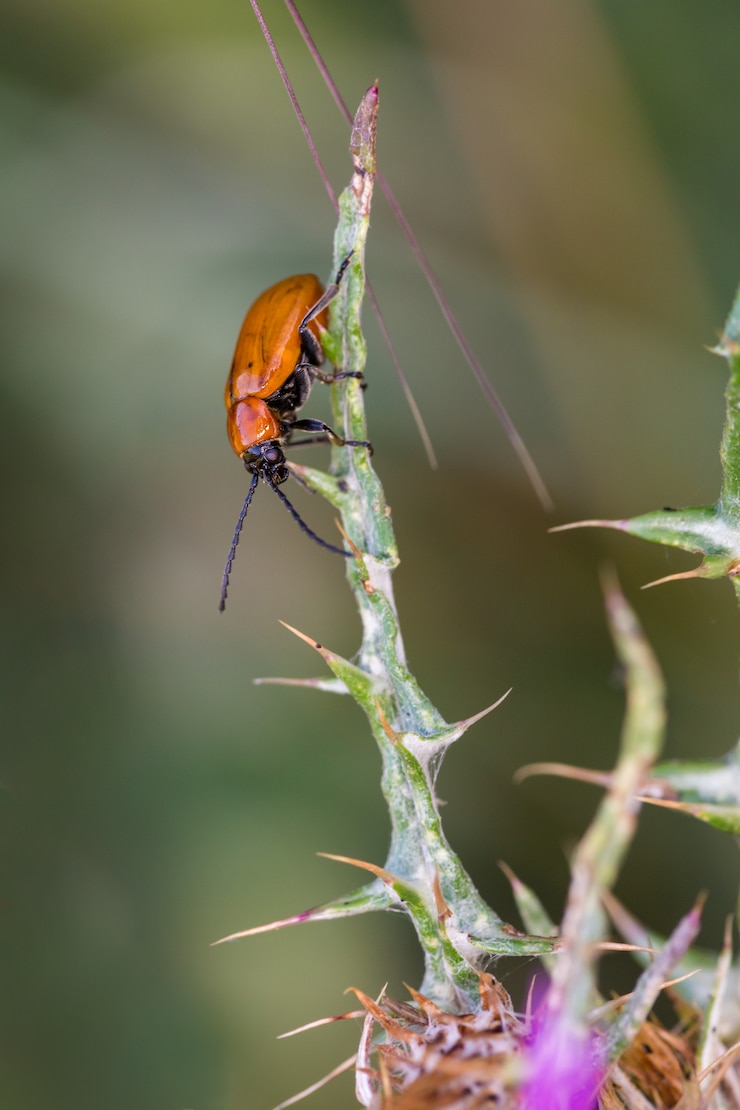 Foto scarabeo arancione