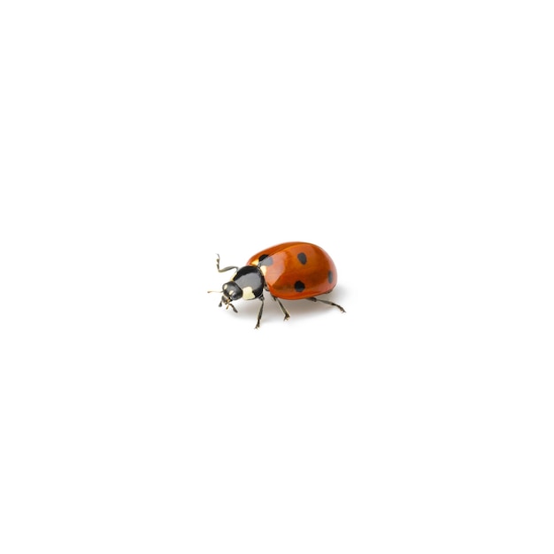 Scarabeo coccinella con punti neri su sfondo bianco