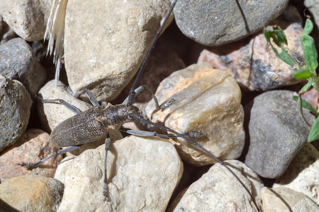 Scarabeo con lunghe antenne