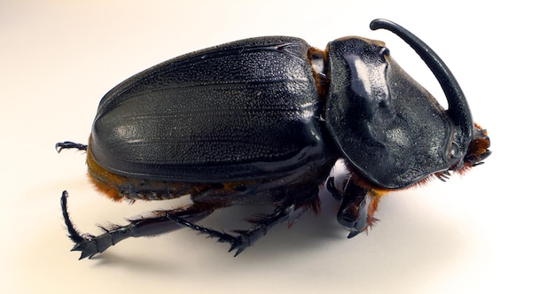 Scarabeo cornuto gigante Oryctes gigas vicino isolato su bianco Dynastiidae. Coleotteri da collezione. Insetto