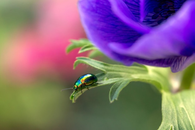 Scarabeo crisomelide scintillante su foglie di anemone blu Bellezza della natura