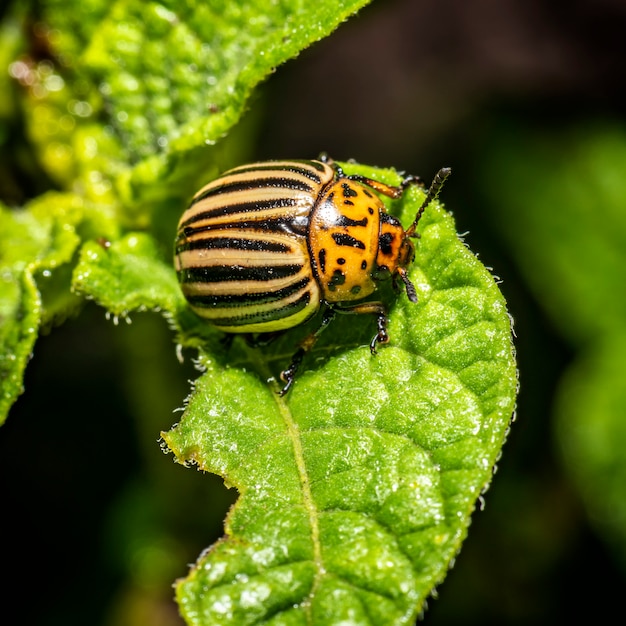 Scarabeo del Colorado. primo piano dell'insetto. parassiti