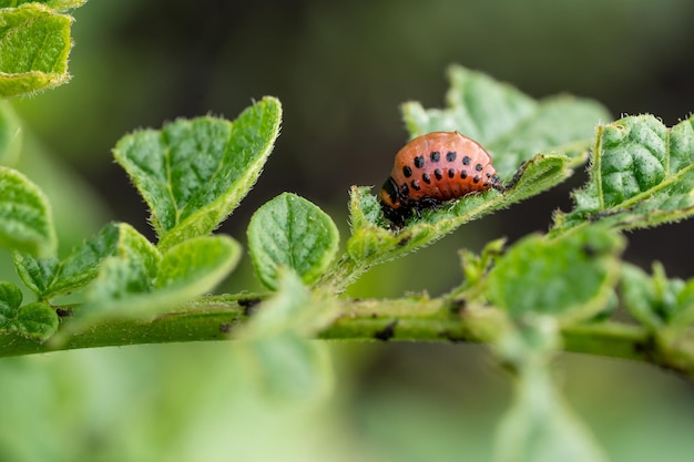 Scarabeo della patata del Colorado e larva rossa che strisciano e mangiano le foglie di patata