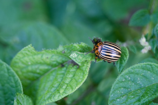 Scarabeo della patata del Colorado