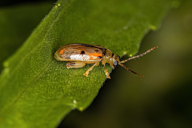 Scarabeo delle pulci adulto