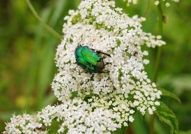 Scarabeo di bronzo su un fiore bianco Regione di Mosca Russia